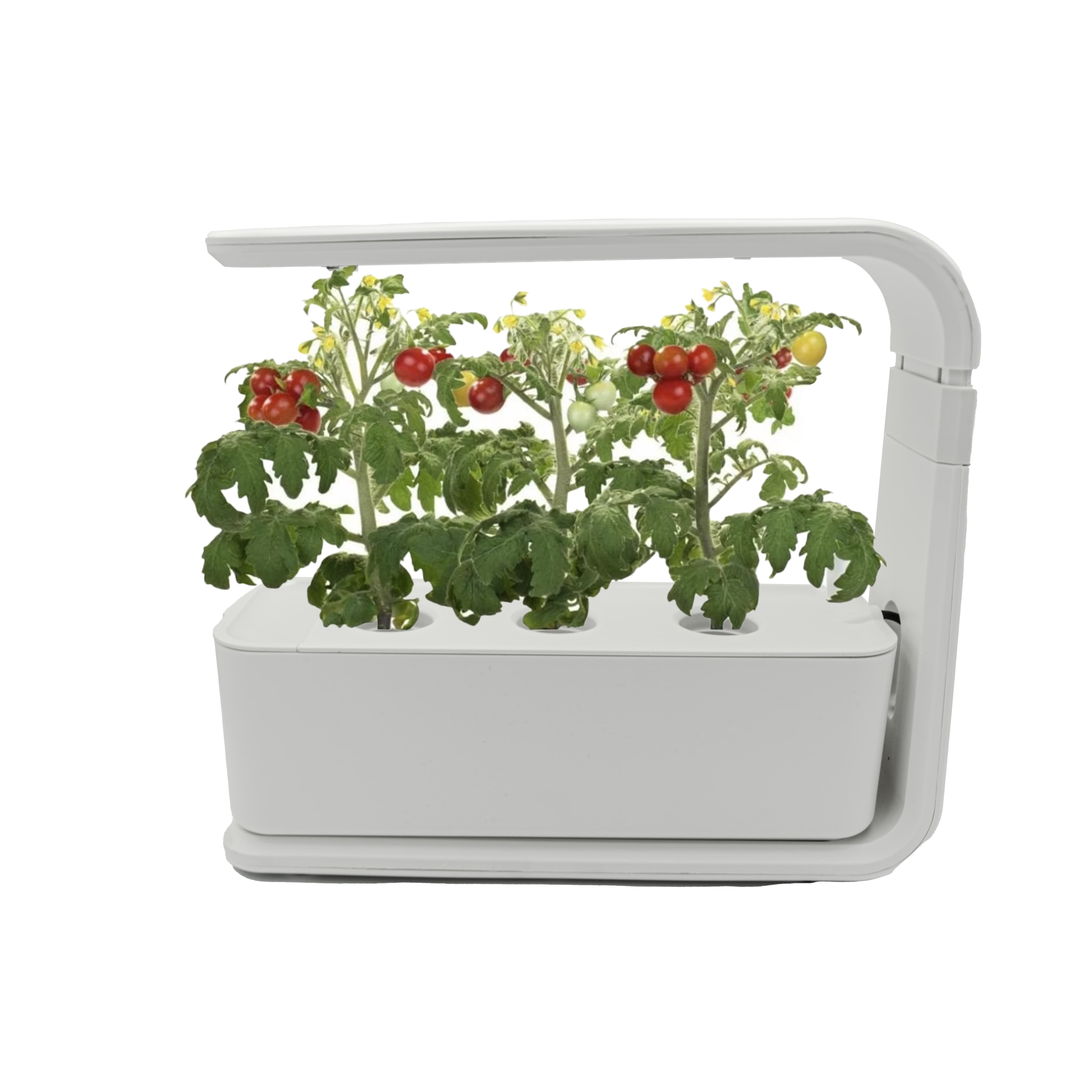 Weisser Indoor-Mini Garten in einem Anwendungsbeispiel mit Tomaten
