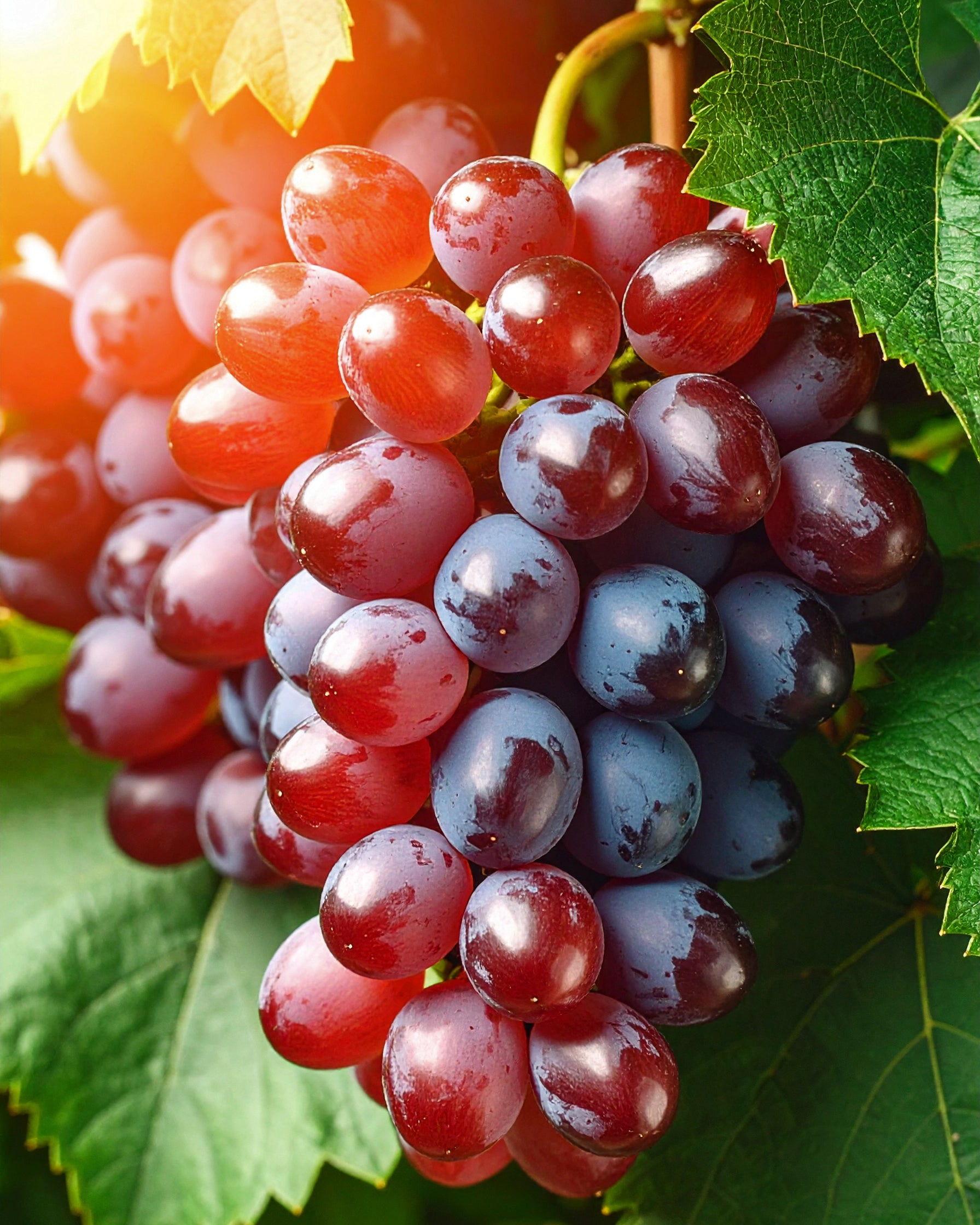 BY VELCHEVA Duftkerze - Rosso 160 ml